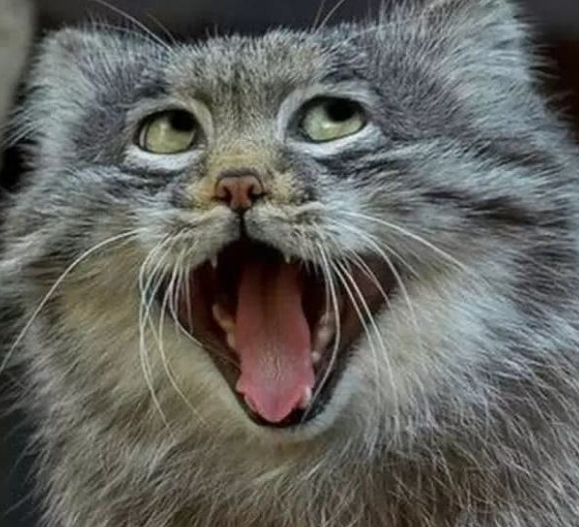 世界上最"奶凶奶凶"的猫,见人都不怕,600万年一直未进化