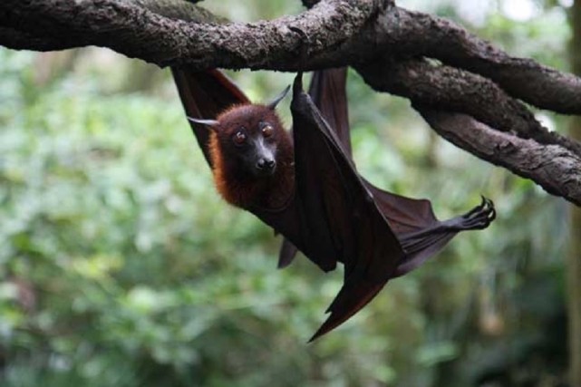 蝙蝠俗称吸血鬼喜欢倒立睡觉为什么不怕掉下来
