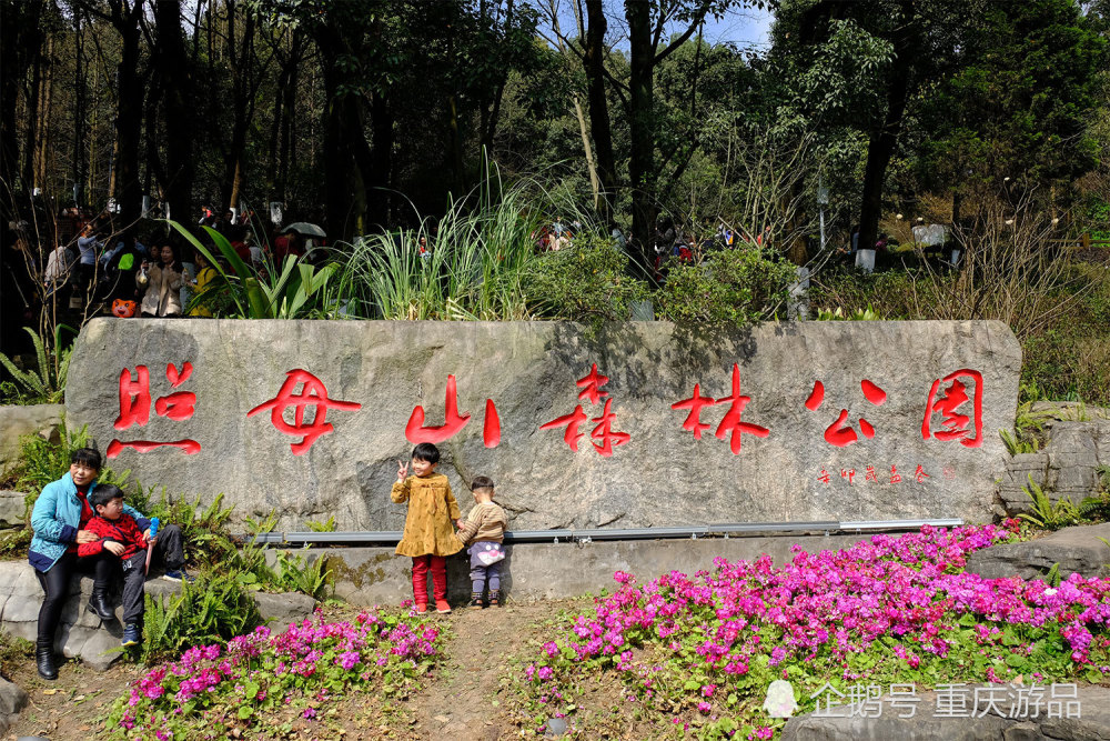 去年的重庆照母山森林公园:游人挤满了梅花林,今年