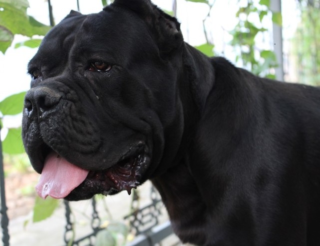 卡斯罗犬,猛犬界的大佬,有着全球"第一保镖犬"的殊荣