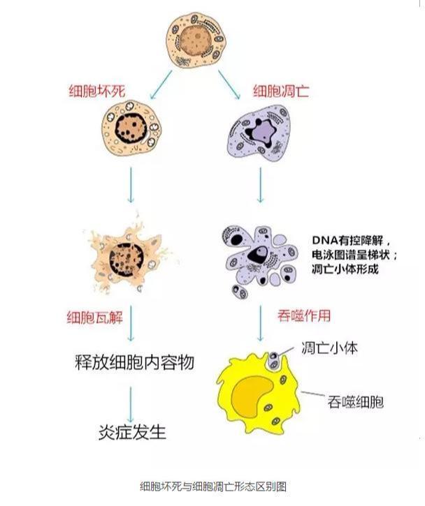 2,细胞坏死:生活环境不利造成的(属于它杀行为) 3,细胞凋亡与细胞