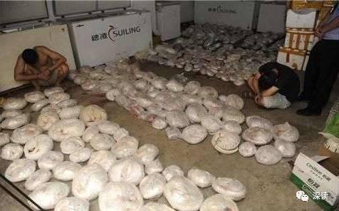 穿山甲倒賣黑幕 喪心病狂！給穿山甲注射水泥打興奮劑
