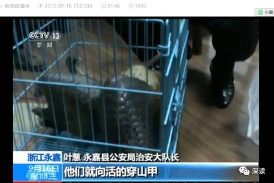 穿山甲倒賣黑幕 喪心病狂！給穿山甲注射水泥打興奮劑