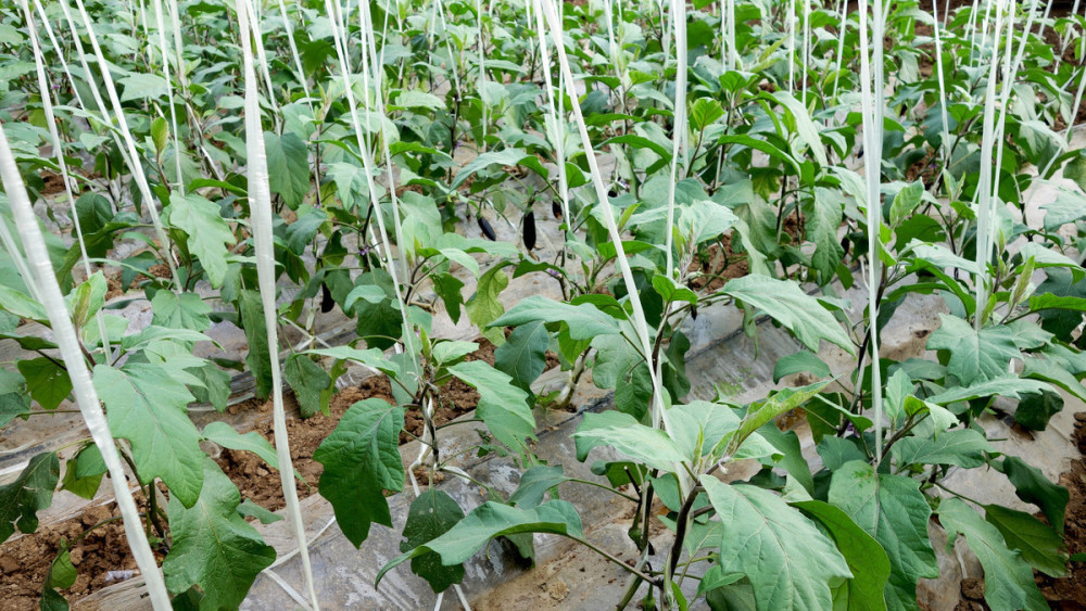第二,茎基腐病对于温室大棚茄子的危害特征分析