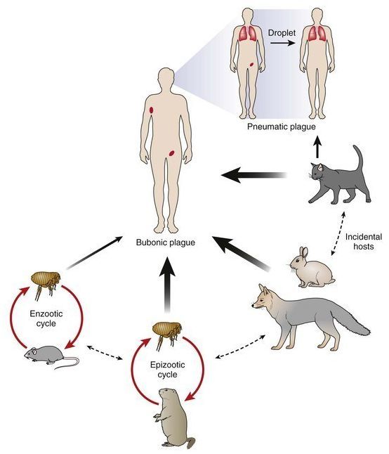 腺鼠疫,肺鼠疫和败血型鼠疫传播途径