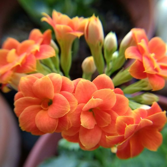 4,瀑布 瀑布开橙色花,株形好,花色漂亮,关键是这个品种很耐热,度夏