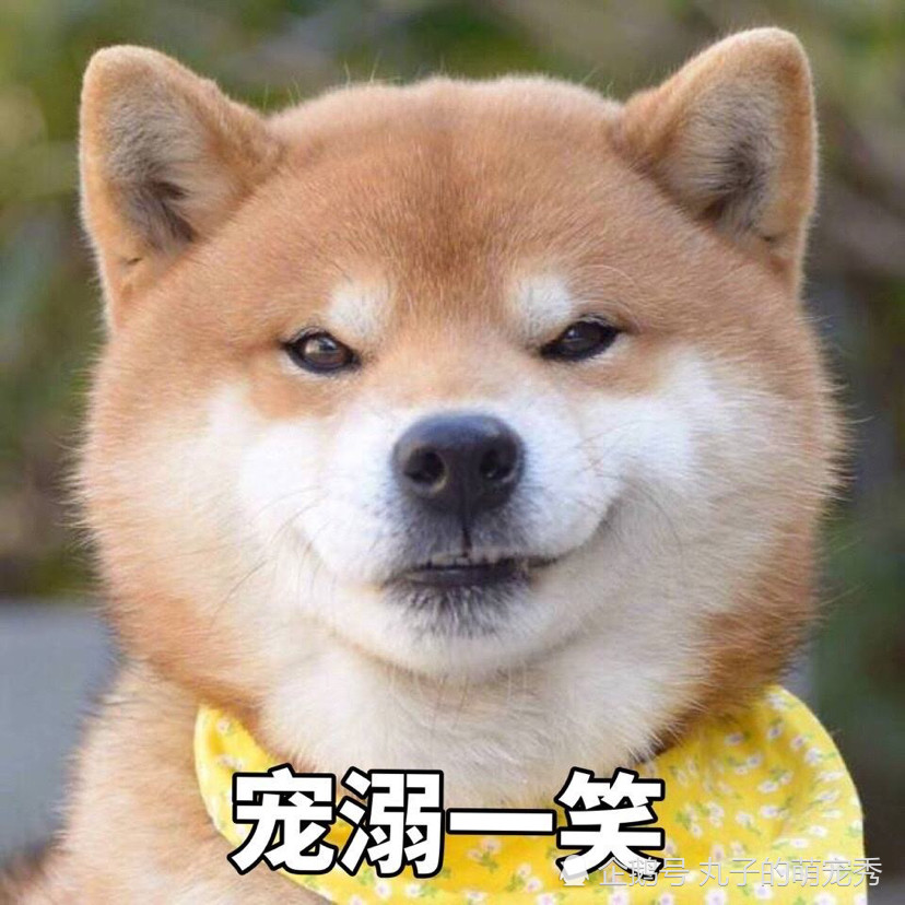 网友评选出最搞笑的狗狗表情包,超过一半你都用过!