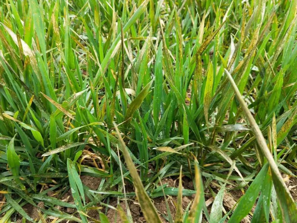 但是每年都会有农户打麦田除草剂造成小麦药害,下面就麦田除草剂药害