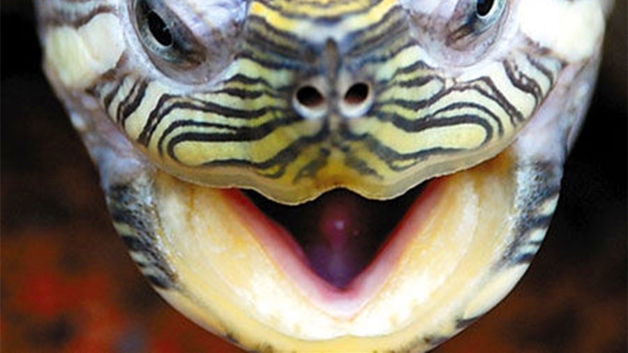龟龟品相最容易受10大问题影响,你知道几个?