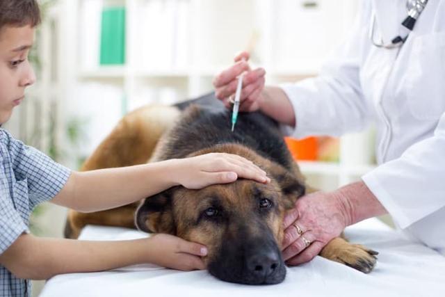 狗狗必须注射的狂犬疫苗,也会引发不良反应,主人该如何进行辨认