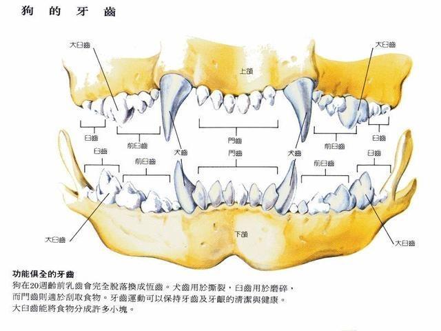 一般来说,幼犬从出生后十几天就会开始长乳牙,长牙的顺序是从门齿