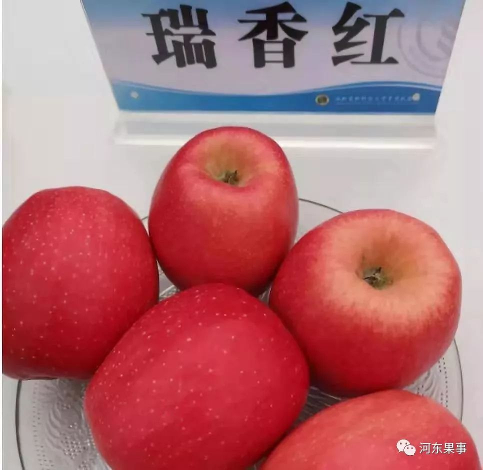 "瑞香红"苹果新品种简介