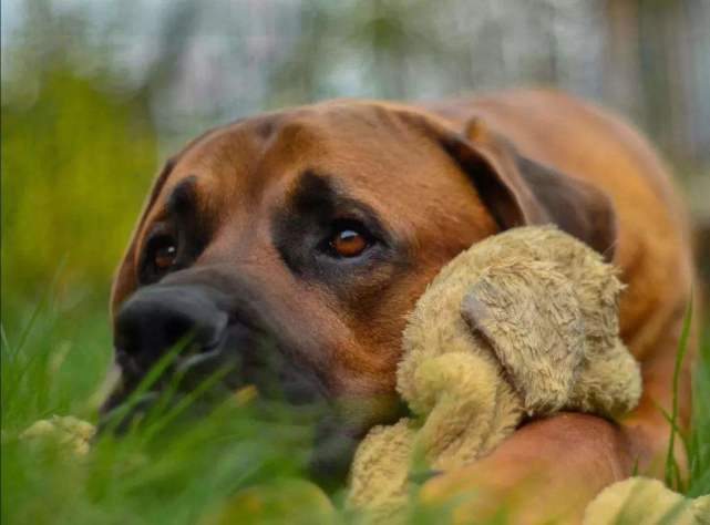 凶猛恶犬排行榜!世界第一恶犬专为格斗而生!