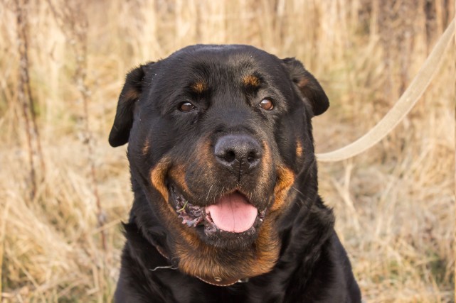 凶猛恶犬排行榜!世界第一恶犬专为格斗而生!