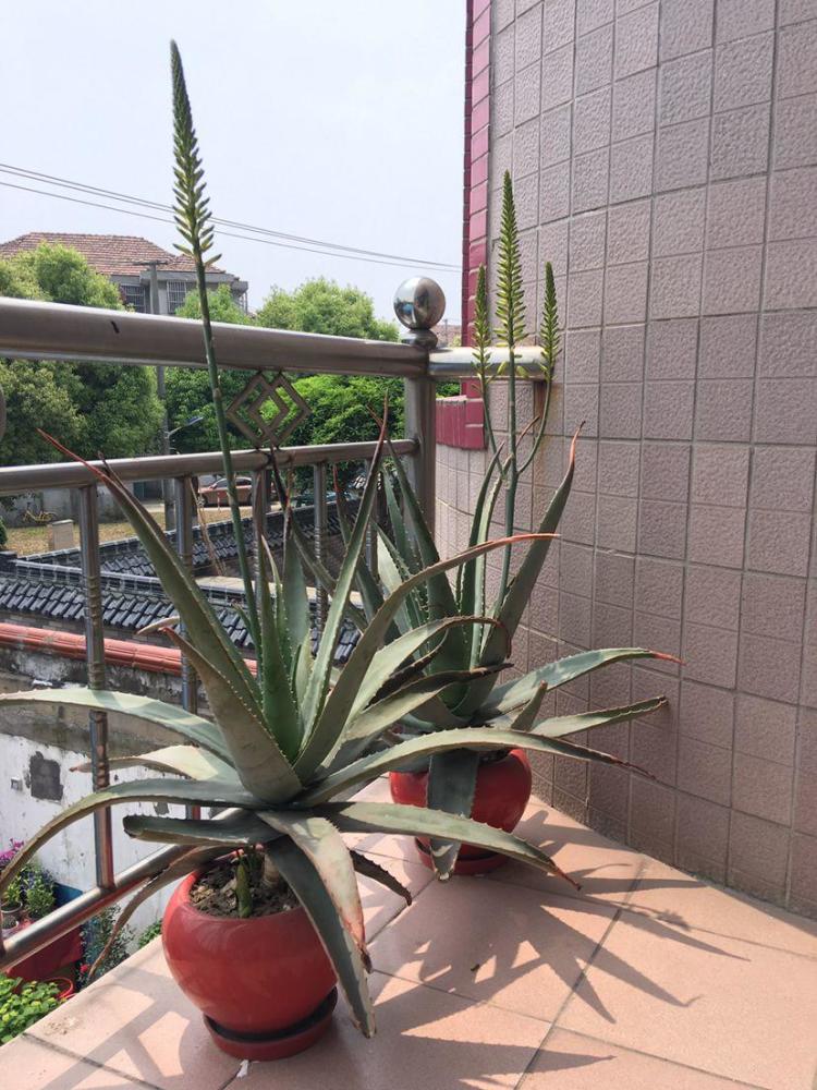 25年的芦荟,长成胳膊粗大老桩,年年开出"吉祥花"!
