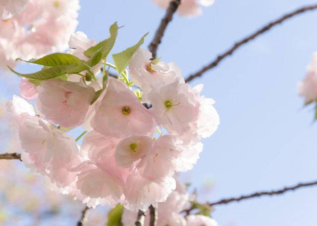 带你了解日本樱花的十个品种