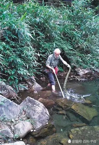 中国特有物种,大山深处的小青龙,被捧上"神坛"的莽山烙铁头