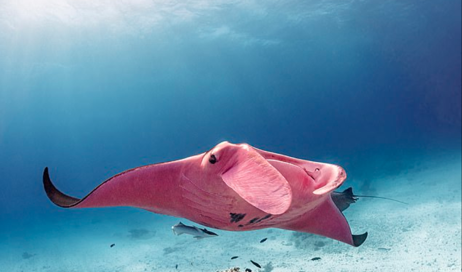 2月14日刊登了一组令人惊艳的照片,照片的主角是一条粉红色的魔鬼鱼