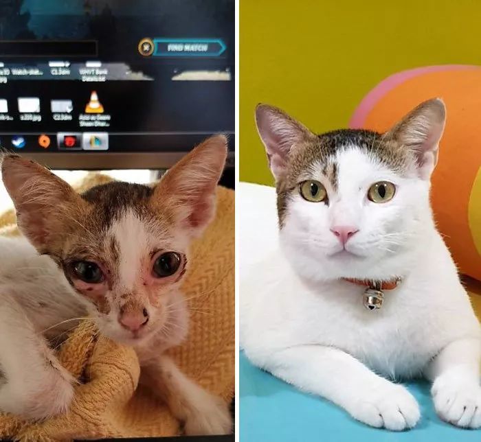 让人暖心的对比:猫咪被领养前后,天翻地覆的变化