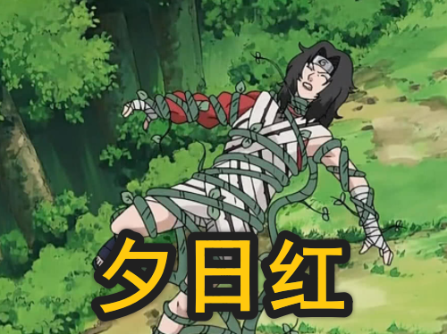 夕日红刚登场的时候就是一个弱者,查克拉量极少,直到现在还是一个