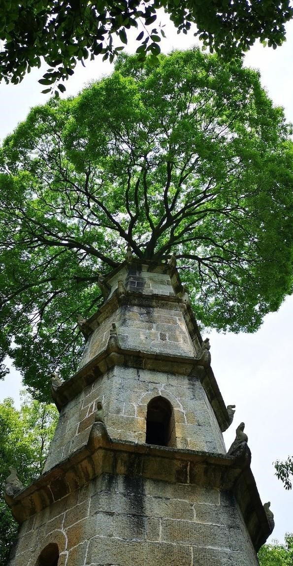 一座180年的古建筑上的树，这样的奇景，你见过吗？