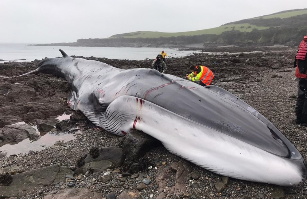 18米长的长须鲸搁浅海滩无能为力的人们看着它挣扎着痛苦死去