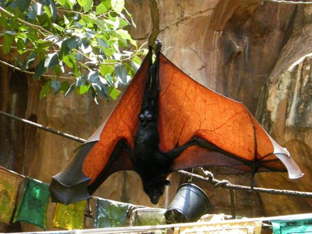 世界最大的蝙蝠,只吃水果胆子很小,网友:这难道不是一只黑狗?