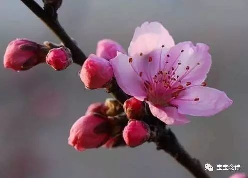 梅花已误,莫负桃花