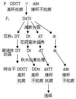 图二 单倍体育种的过程