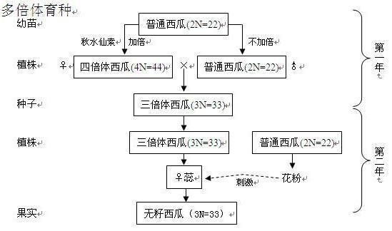 图三 多倍体育种过程