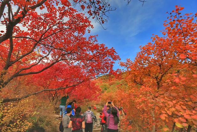 北京房山坡峰岭红叶未能救活农家乐,农民将院子出租给