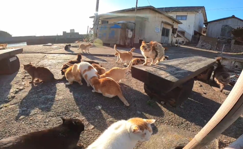 桥上蹲着一排流浪猫,大叔随便一走,身后就跟着一群猫,橘猫最多