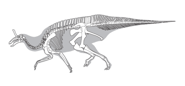 新研究表明青岛龙并不是恐龙中的"独角兽"