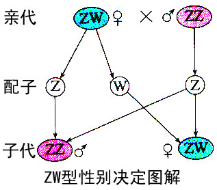 性别决定及伴性遗传的发现