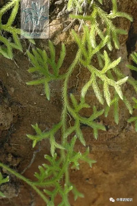 别名 石松,狮子尾,狮子草,绿毛伸筋,小伸筋,舒筋草 采收加工 夏季