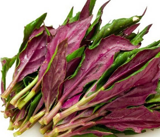 红皮菜到底是能吃还是不能吃含有生物碱肝性毒