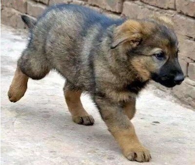 在你挑选昆明犬幼犬外貌时 你应掌握这些常识 591资讯