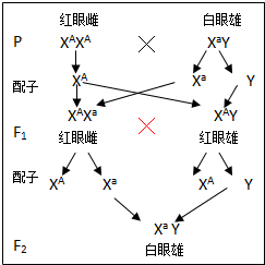 图七  摩尔根杂交实验