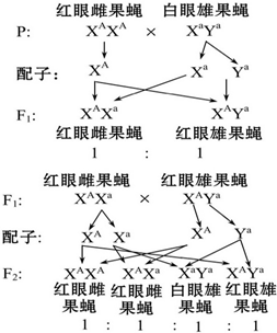 图八  摩尔根假设四实验