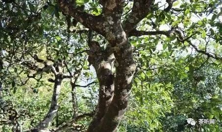 云南茶农人口_云南茶农采茶图(2)