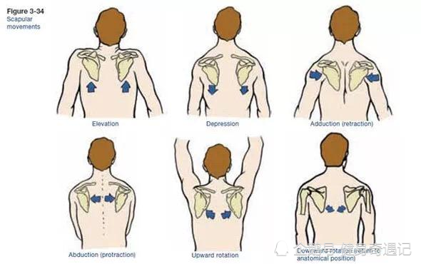 肩胛骨向前倾的角度为10°,前引30~35°,与脊柱的距离是本人的4根手指