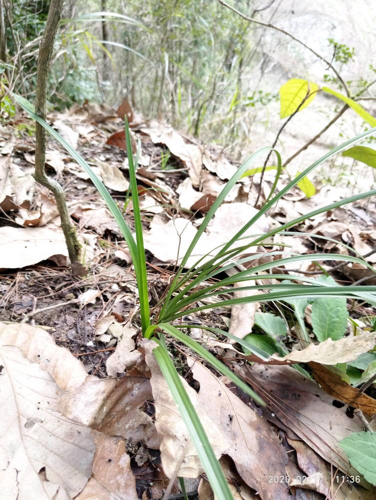 贵州常见药草——山兰