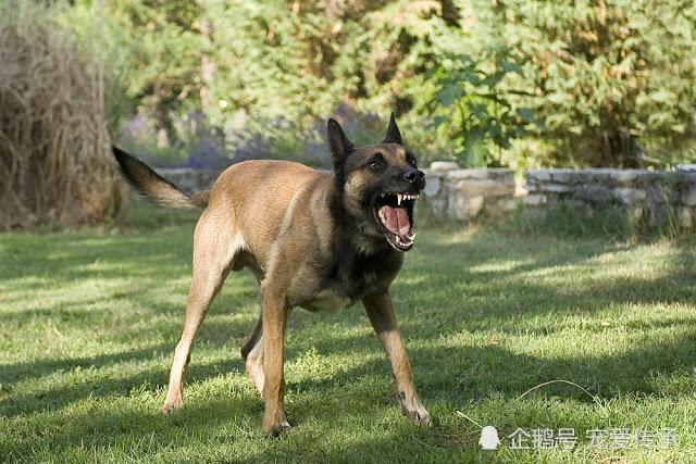 农家土狗半夜狂吠,是门外有人,还是有其他东西,老人道出了秘密