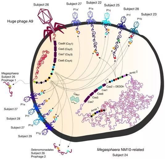 nature:从地球不同环境中发现351种新的巨大噬菌体
