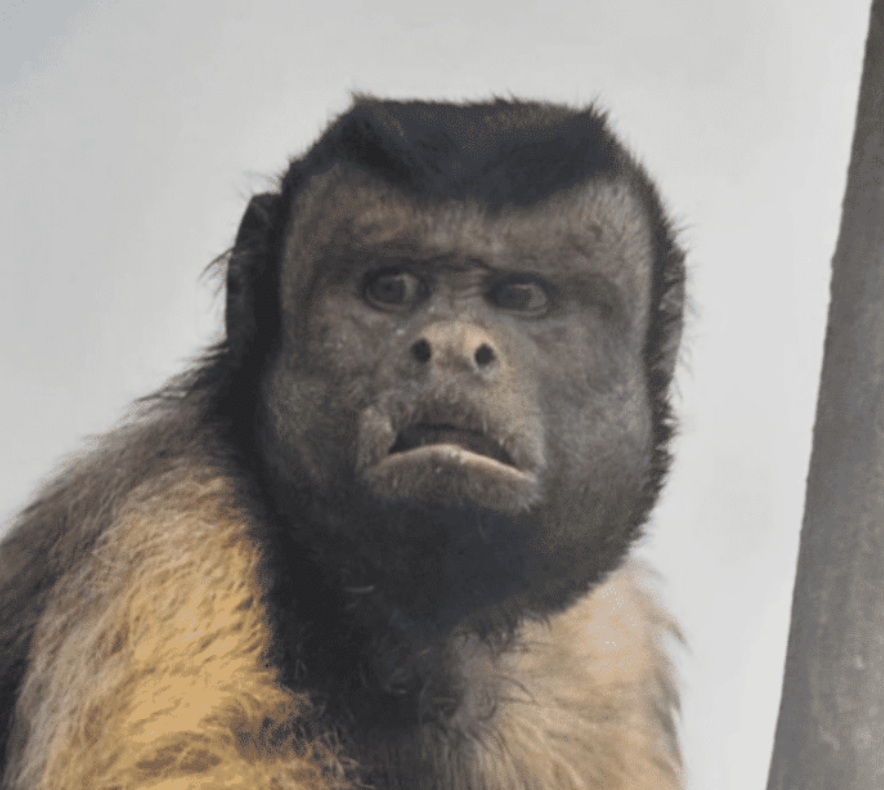 巴拿马猴群疑似进化到"石器时代",学会双脚走路,人类有压力了?