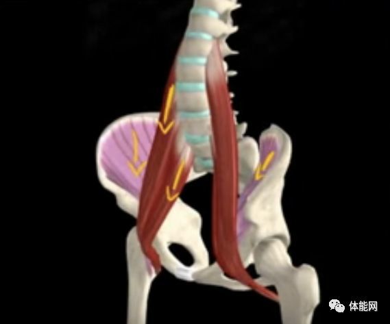 如何找到腰大肌的位置并进行自我放松