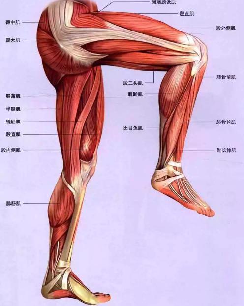 3,股后肌群 内侧为半腱肌,半膜肌,外侧为股二头肌,3者合称腘绳肌群.