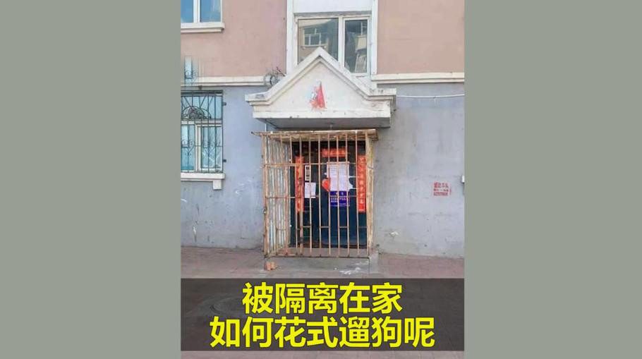 隔离在家上演放风筝式遛狗 狗子：我太难了