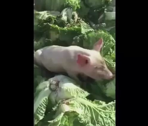 小猪天天有新鲜白菜吃应有尽有活得不如猪