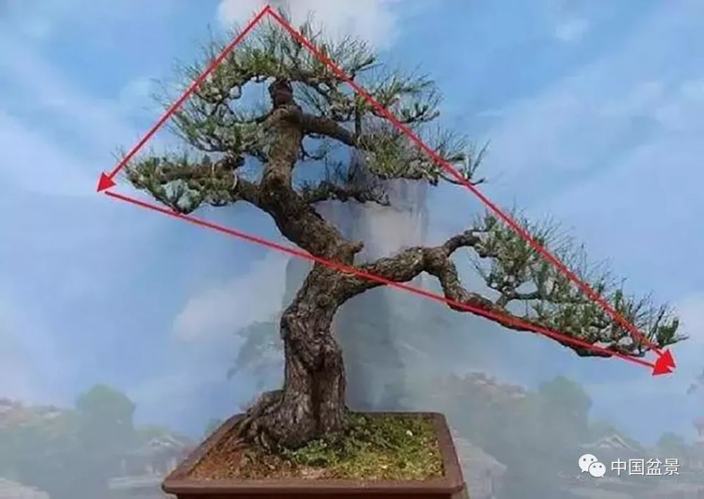 盆景造型双干,胡乱组合可不行,这3点规律和技巧很重要